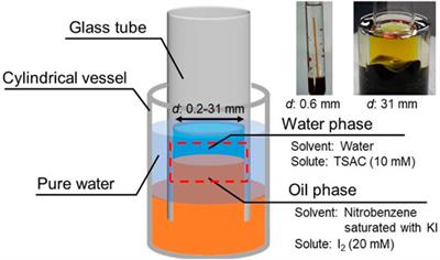 Mode Bifurcation on Contact Line Dynamics at Oil/Water Interface Depending on the Contact Line Length